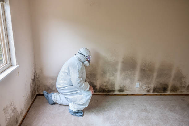 Best Water Damage Restoration  in Alexander, AR