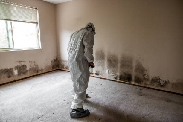 Best Emergency Mold Removal  in Alexander, AR