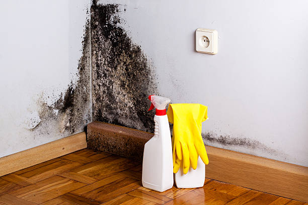 Best Mold Damage Repair  in Alexander, AR