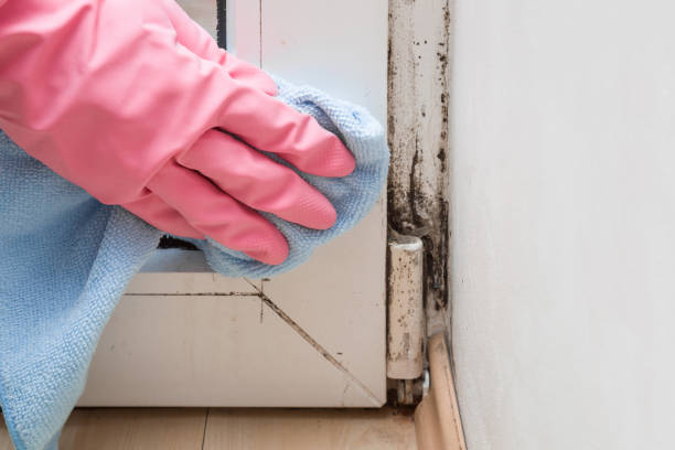 Best Professional Mold Removal  in Alexander, AR