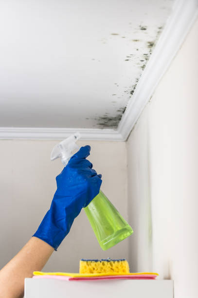 Professional Mold Removal in Alexander, AR