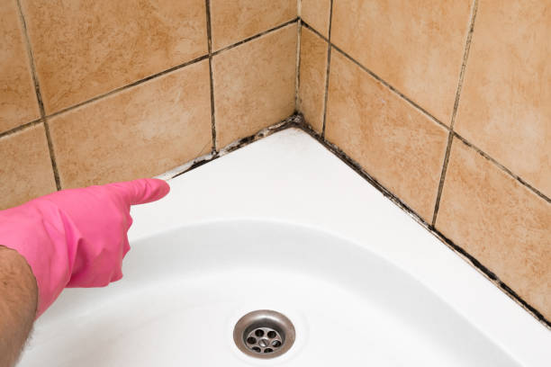 Best Home Mold Removal  in Alexander, AR